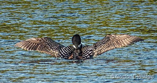 Loon Big Stretch_DSCF20394.jpg